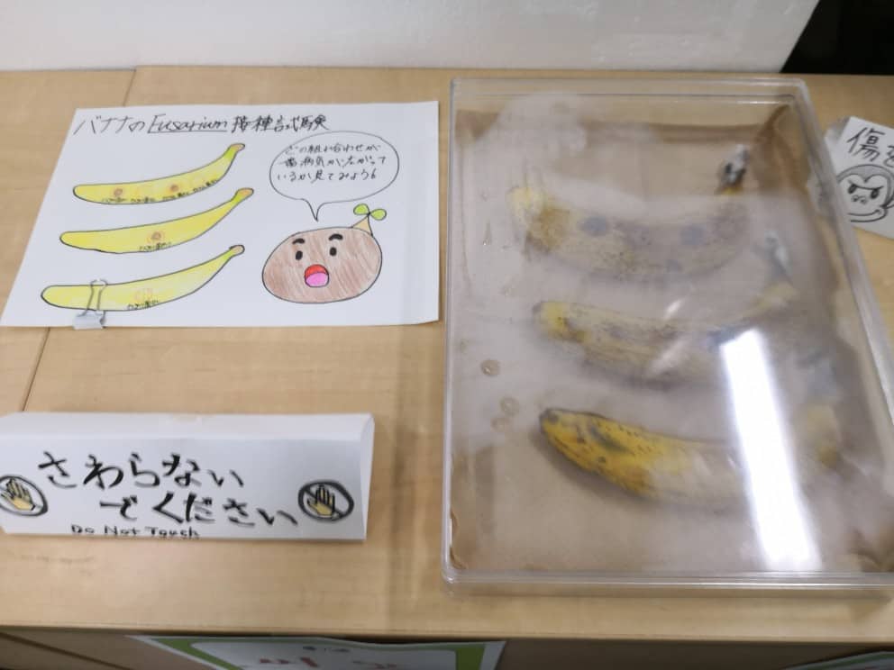 バナナを傷つける実験