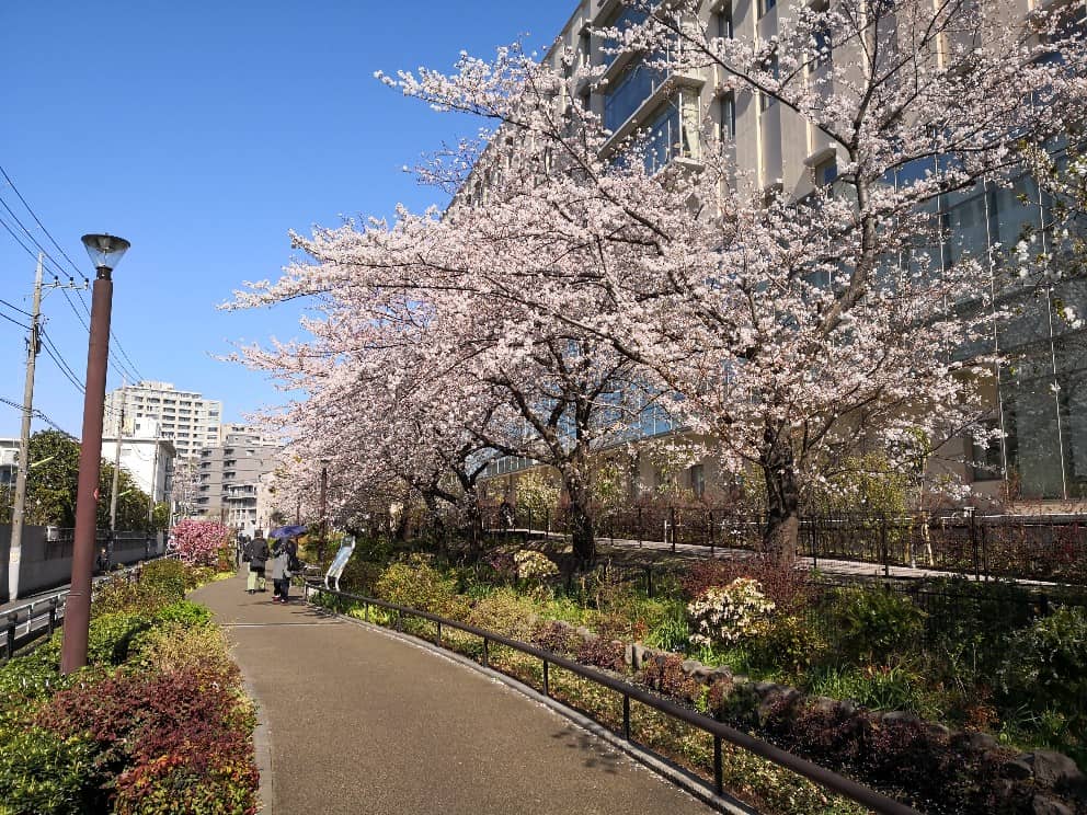 池尻大橋　お花見　桜