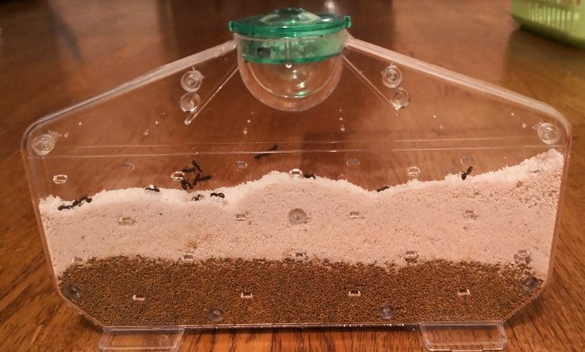 アリ の 巣 観察 キット 巣 を 作ら ない
