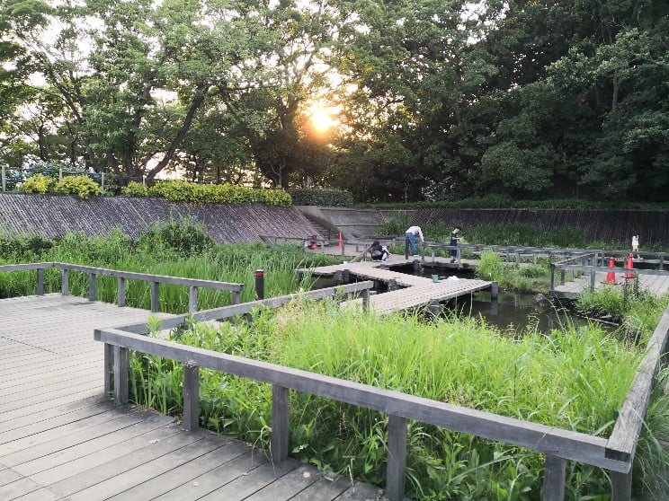 多摩川台公園で子供とヤゴ 小エビ ザリガニを観察しよう アジサイ園や近隣釣りスポットもおすすめ 幼児教育と教材の効果を検証するブログ