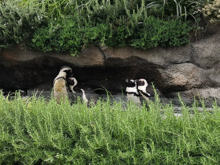 サンシャイン水族館　ペンギン